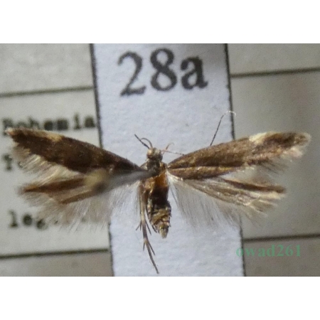 Oxypteryx atrella (Denis & Schiffermüller, 1775) Czech28a